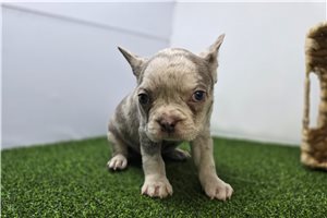 Ethan - Frenchton for sale