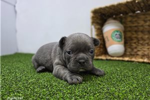 Andrew - Frenchton for sale