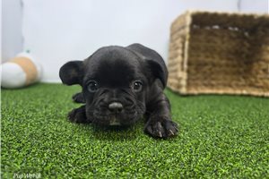 Alexander - Frenchton for sale