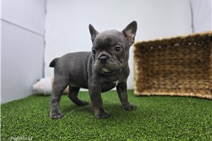 Ella - Frenchton for sale