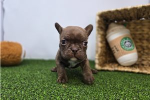 Easton - Frenchton for sale