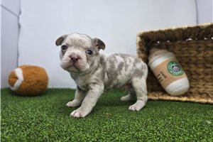 Ethan - Frenchton for sale