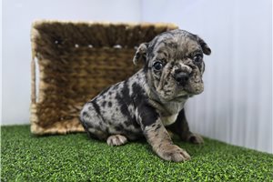Felix - puppy for sale