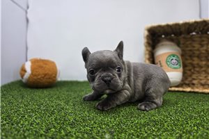 Eric - puppy for sale
