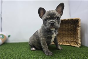 Abigail - Frenchton for sale