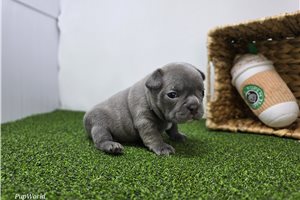 Abigail - Frenchton for sale