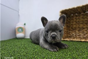 Adeline - Frenchton for sale