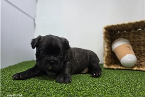 Alexander - Frenchton for sale