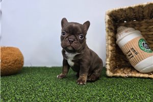 Echo - Frenchton for sale