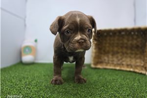 Aria - Frenchton for sale