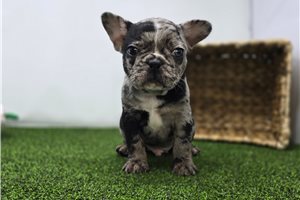 Elvis - Frenchton for sale