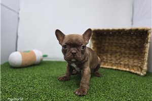 Easton - Frenchton for sale