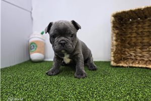 Andrew - Frenchton for sale