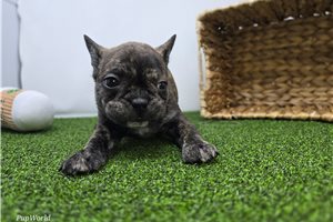 Elliott - Frenchton for sale