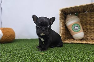 Esme - Frenchton for sale