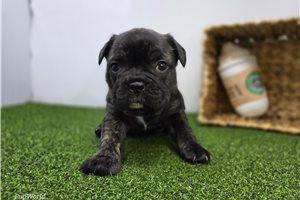 Aurora - Frenchton for sale