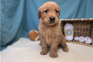 Everly - Golden Retriever for sale