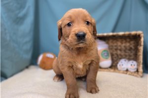 Emma - Golden Retriever for sale