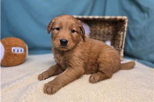 Eevee - Golden Retriever for sale