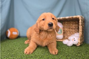 Erica - Golden Retriever for sale