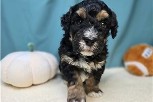 Shelly - puppy for sale