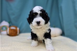 Sitka - Bernedoodle, Mini for sale