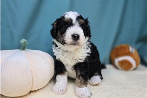 Sherri - puppy for sale