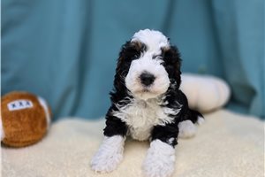 Slate - Bernedoodle, Mini for sale