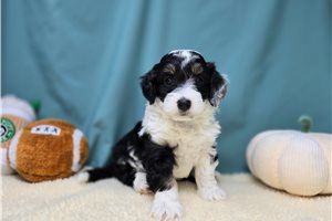Skip - Bernedoodle, Mini for sale