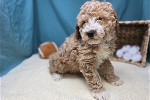 Dwight - Goldendoodle, Mini for sale