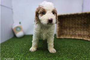 Cora - Goldendoodle, Mini for sale