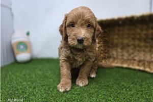 Connor - Mini Goldendoodle for sale