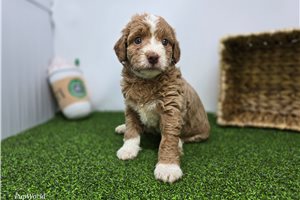 Caroline - Mini Goldendoodle for sale
