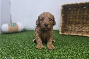 Elias - puppy for sale