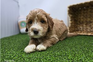 Carlos - Mini Goldendoodle for sale