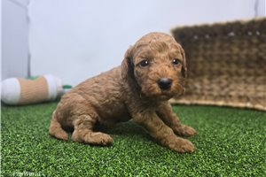 Emma - Mini Goldendoodle for sale