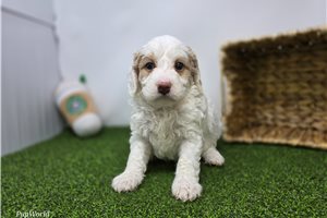 Chloe - Goldendoodle, Mini for sale