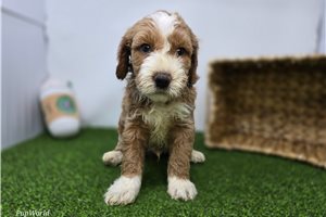 Calvin - Goldendoodle, Mini for sale