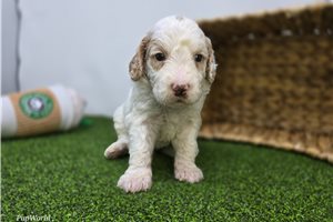 Callum - Mini Goldendoodle for sale