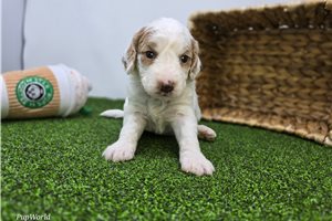 Cora - puppy for sale