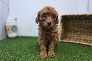 Emily - Goldendoodle, Mini for sale