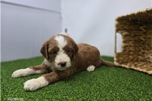 Catalina - Goldendoodle, Mini for sale