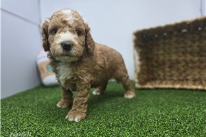 Adam - Goldendoodle, Mini for sale