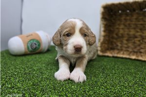 Camila - puppy for sale