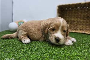 Carlos - puppy for sale