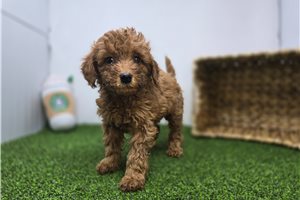 Emma - Mini Goldendoodle for sale