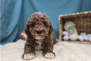 Dynamo - Goldendoodle, Mini for sale