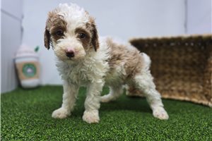 Elijah - Goldendoodle, Mini for sale