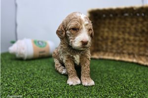 Colton - puppy for sale