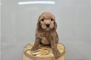 Dolly - Mini Goldendoodle for sale